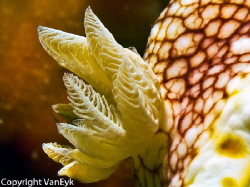 Close up of "gills" of Chromodoris tinctura by Bill Van Eyk 